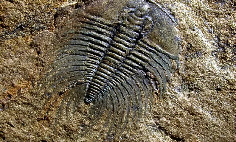 fosillerden yararlanarak neler öğrenebiliriz